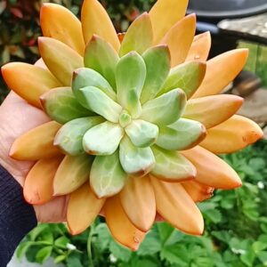 xPachiveria Ocean Song XXL