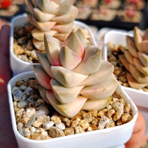 Crassula Moonglow variegata
