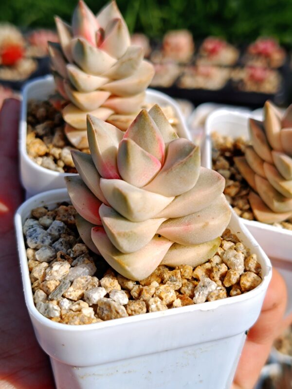 Crassula Moonglow variegata