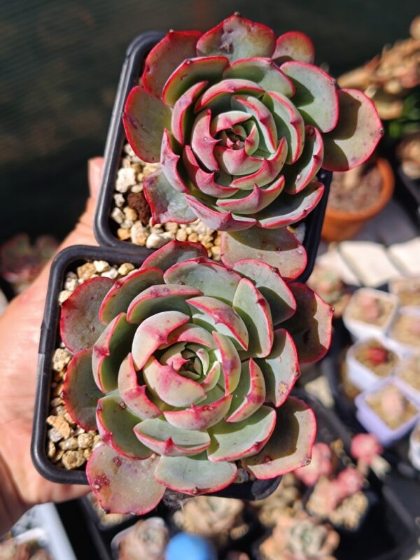Echeveria Amistar – Image 2