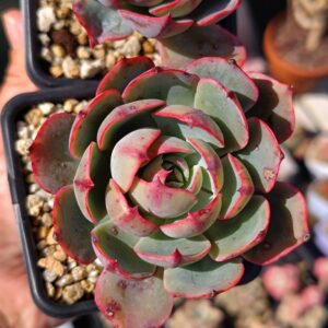 Echeveria Amistar