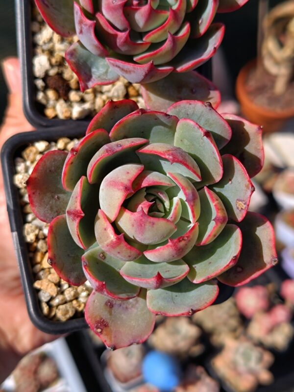 Echeveria Amistar