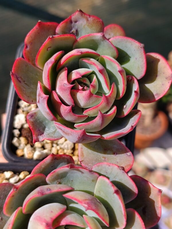 Echeveria Amistar – Image 3