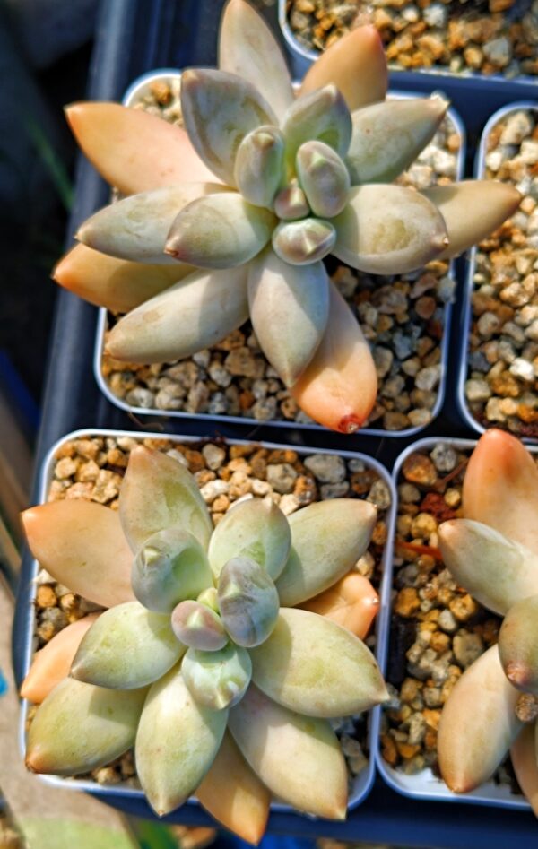 Pachyphytum Starry Sky Beauty – Image 2