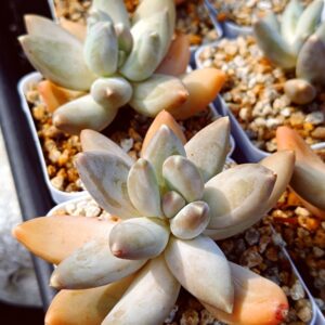 Pachyphytum Starry Sky Beauty