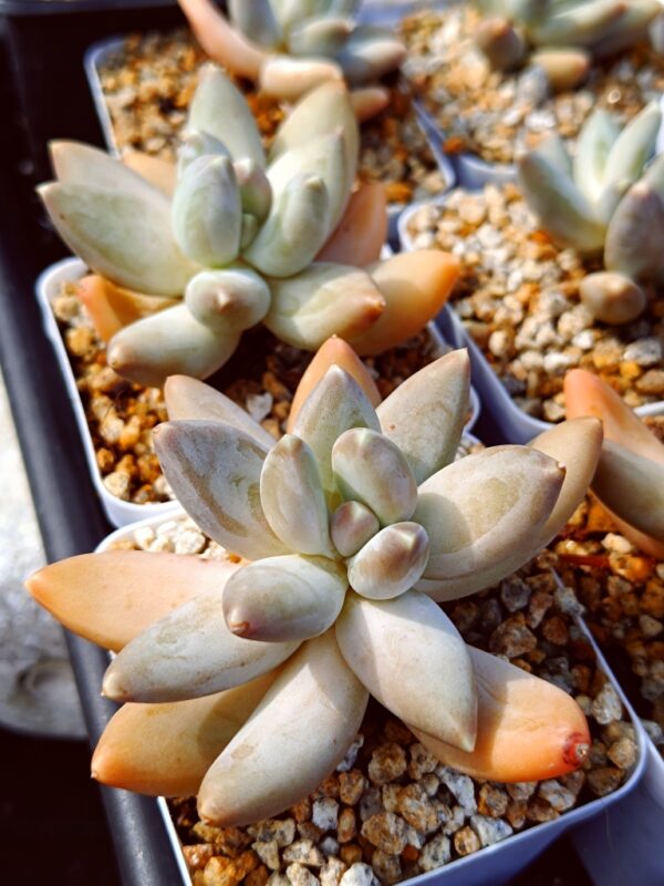 Pachyphytum Starry Sky Beauty