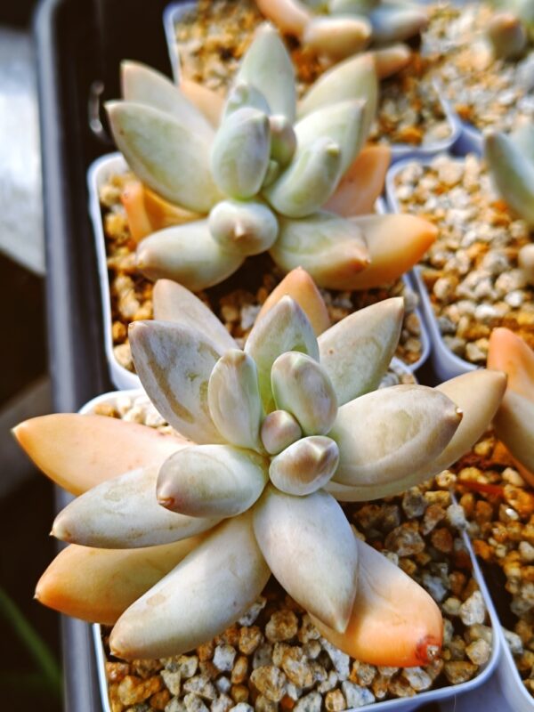 Pachyphytum Starry Sky Beauty – Image 3