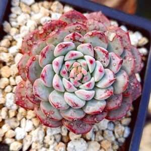 Echeveria Pink Minima