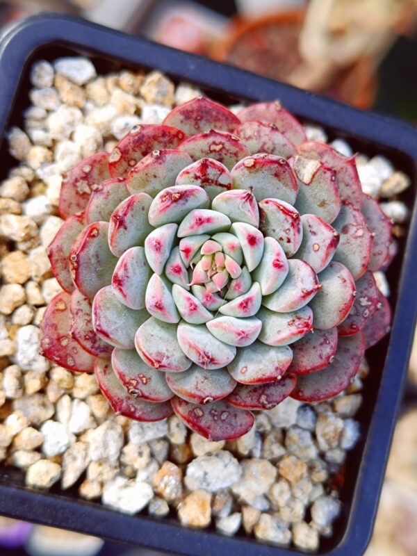 Echeveria Pink Minima