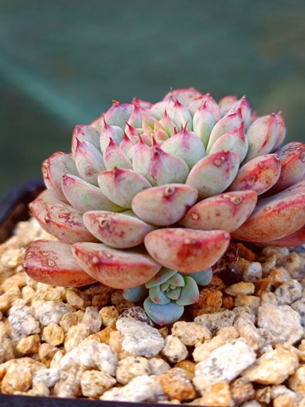 Echeveria Pink Minima – Image 2