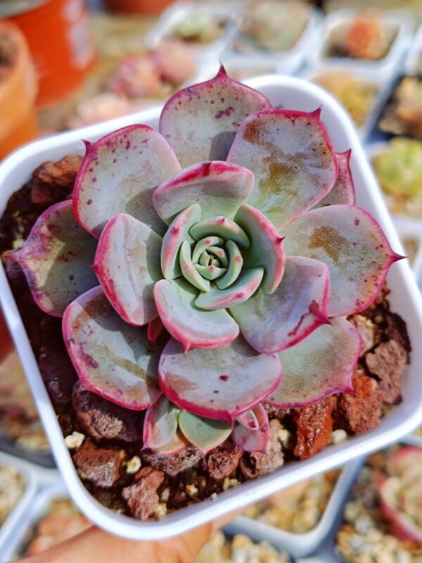 Echeveria Laulensis