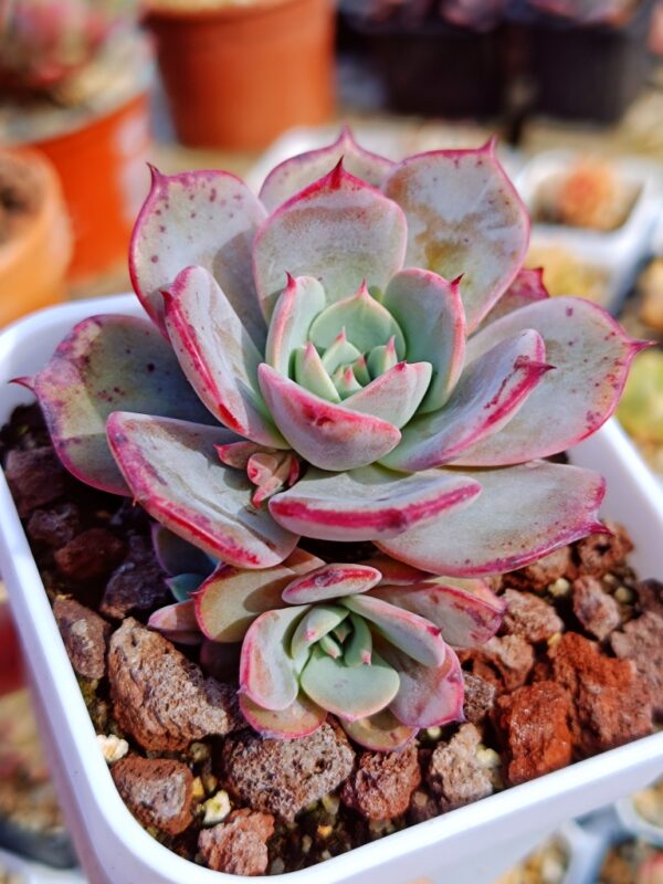 Echeveria Laulensis – Image 2