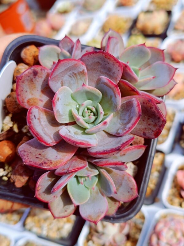 Echeveria Laulensis cluster