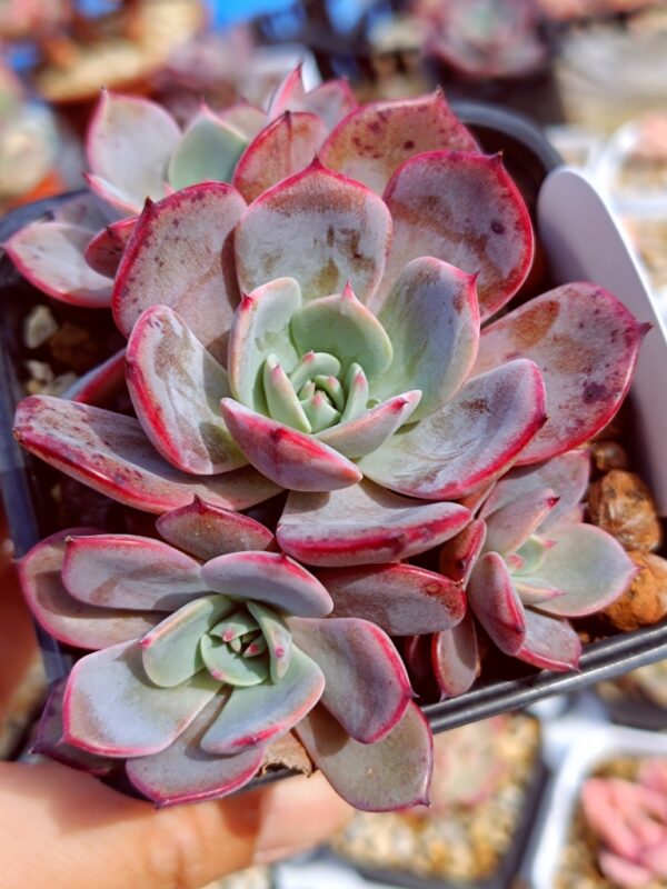 Echeveria Laulensis cluster – Image 2