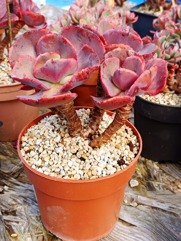 Echeveria Suyon / First Kiss cluster vieux tronc – Image 7