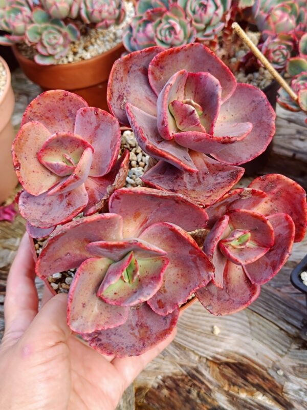 Echeveria Suyon / First Kiss cluster vieux tronc – Image 6