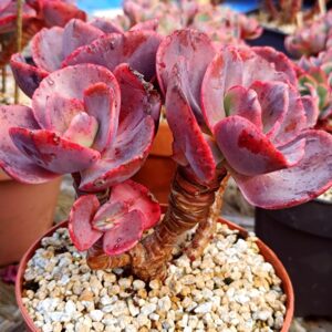 Echeveria Suyon / First Kiss cluster vieux tronc