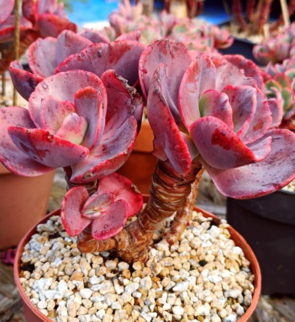 Echeveria Suyon / First Kiss cluster vieux tronc