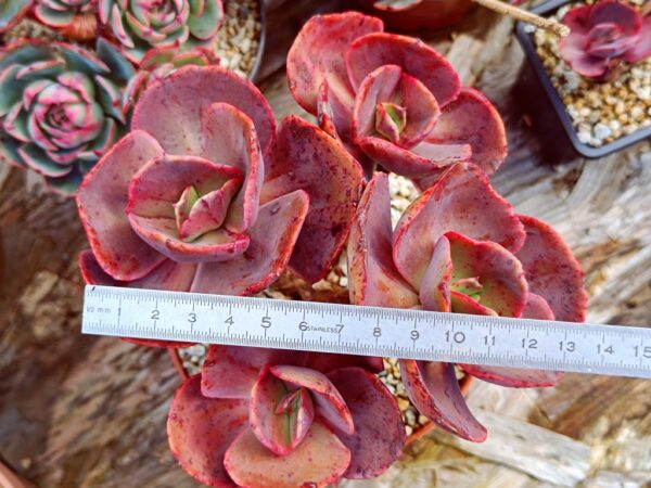 Echeveria Suyon / First Kiss cluster vieux tronc – Image 5