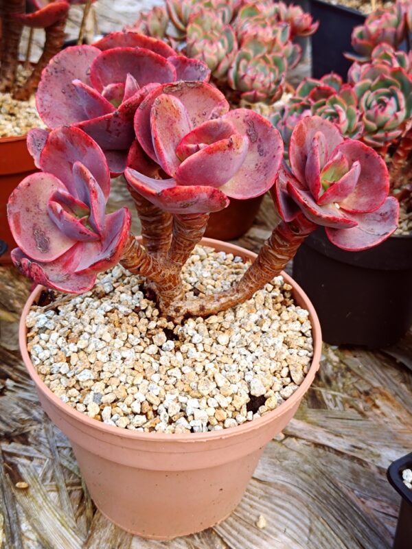 Echeveria Suyon / First Kiss cluster vieux tronc – Image 4