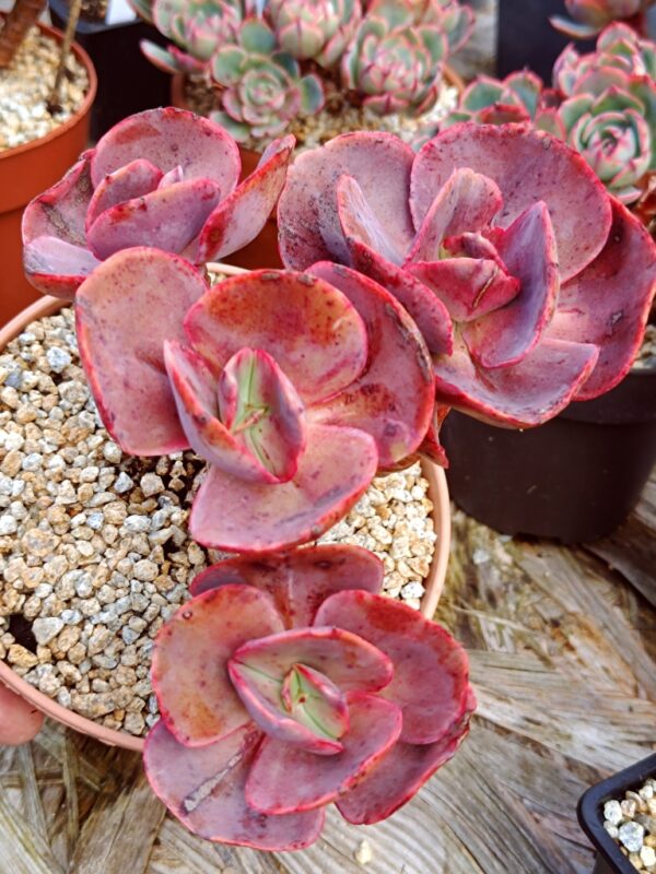 Echeveria Suyon / First Kiss cluster vieux tronc – Image 3