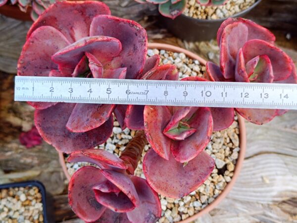 Echeveria Suyon / First Kiss cluster vieux tronc – Image 2