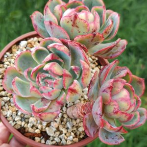 Echeveria Amistar cluster 3 têtes vieux tronc