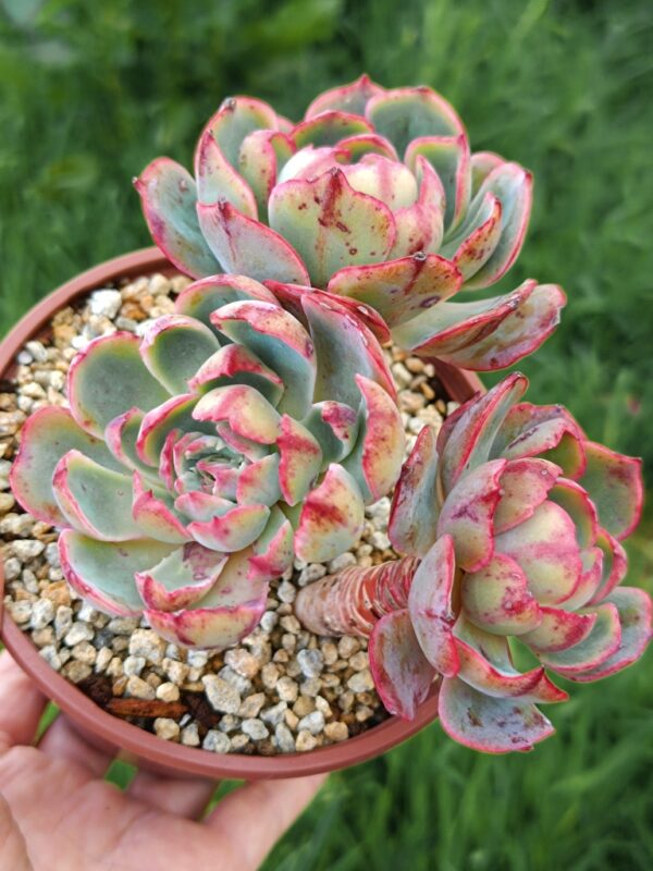 Echeveria Amistar cluster 3 têtes vieux tronc