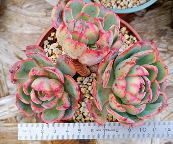 Echeveria Amistar cluster 3 têtes vieux tronc – Image 2