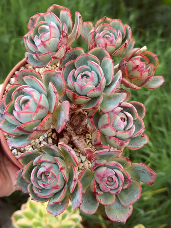 Echeveria Amistar cluster 8 têtes vieux tronc – Image 4