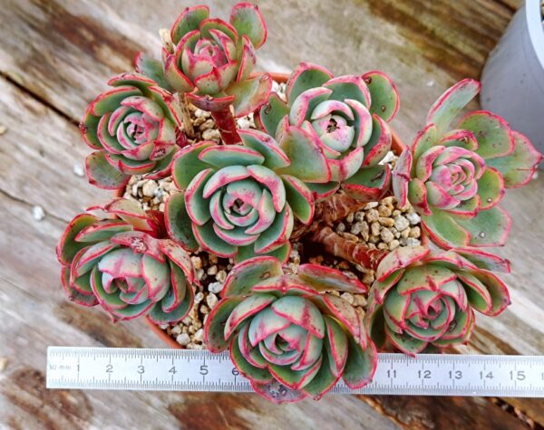 Echeveria Amistar cluster 8 têtes vieux tronc – Image 3