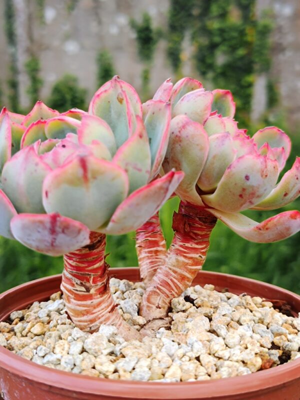 Echeveria Amistar cluster 3 têtes vieux tronc – Image 3