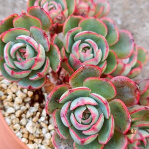 Echeveria Amistar cluster 8 têtes vieux tronc