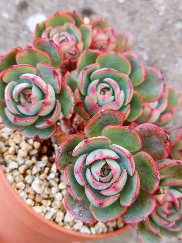 Echeveria Amistar cluster 8 têtes vieux tronc