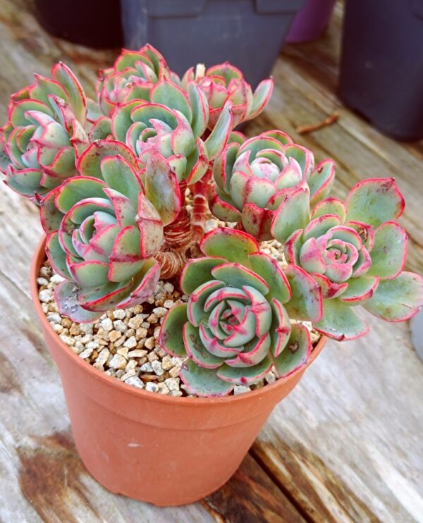 Echeveria Amistar cluster 8 têtes vieux tronc – Image 2