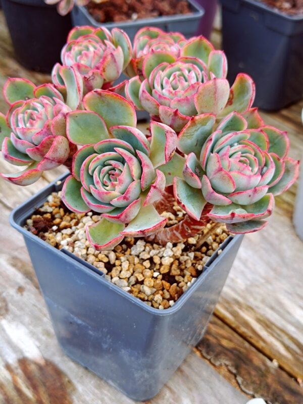 Echeveria Amistar cluster 6 têtes vieux tronc