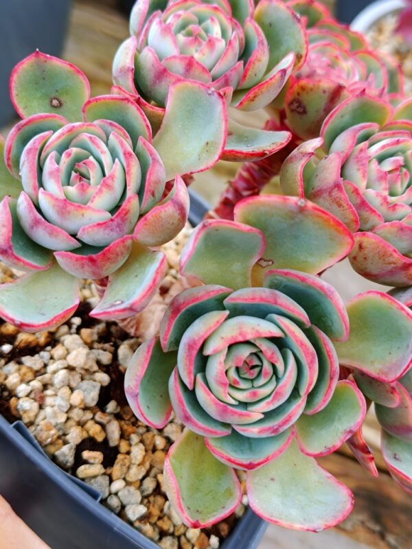 Echeveria Amistar cluster 6 têtes vieux tronc – Image 3