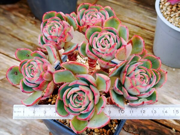 Echeveria Amistar cluster 6 têtes vieux tronc – Image 2
