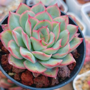Echeveria Esther