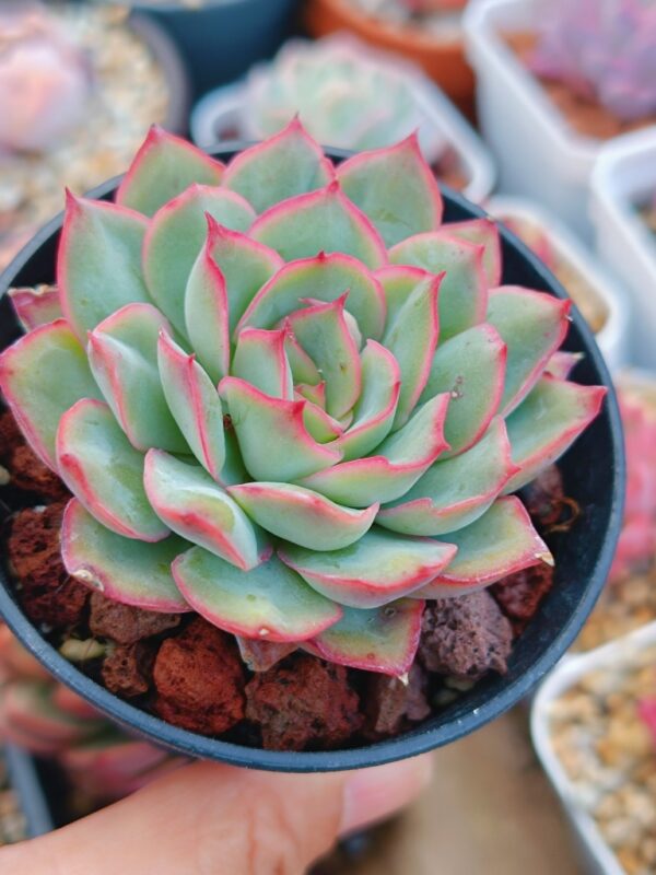 Echeveria Esther