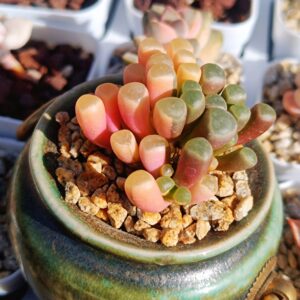 Fenestraria Aurantiaca Fa variegata