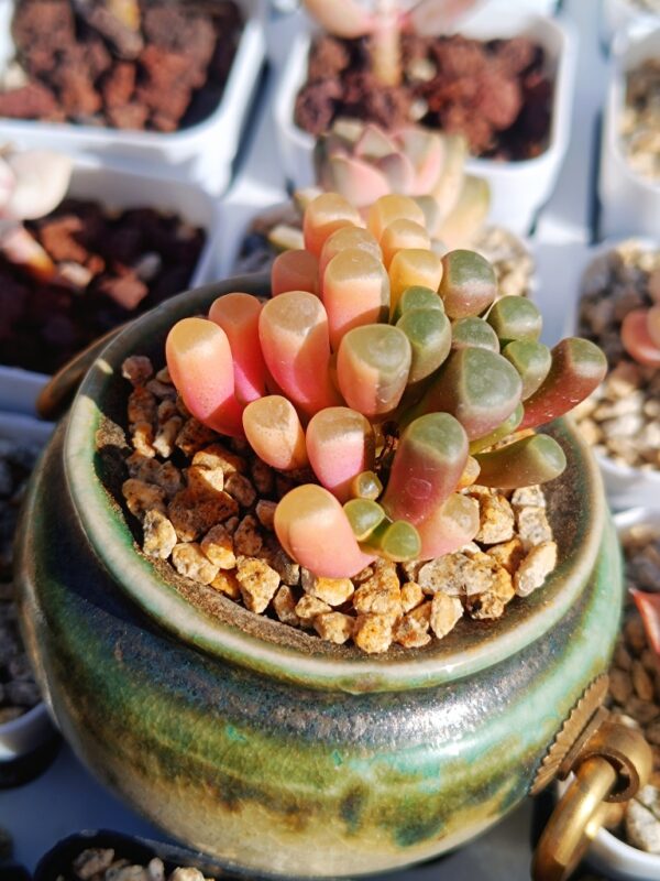 Fenestraria Aurantiaca Fa variegata
