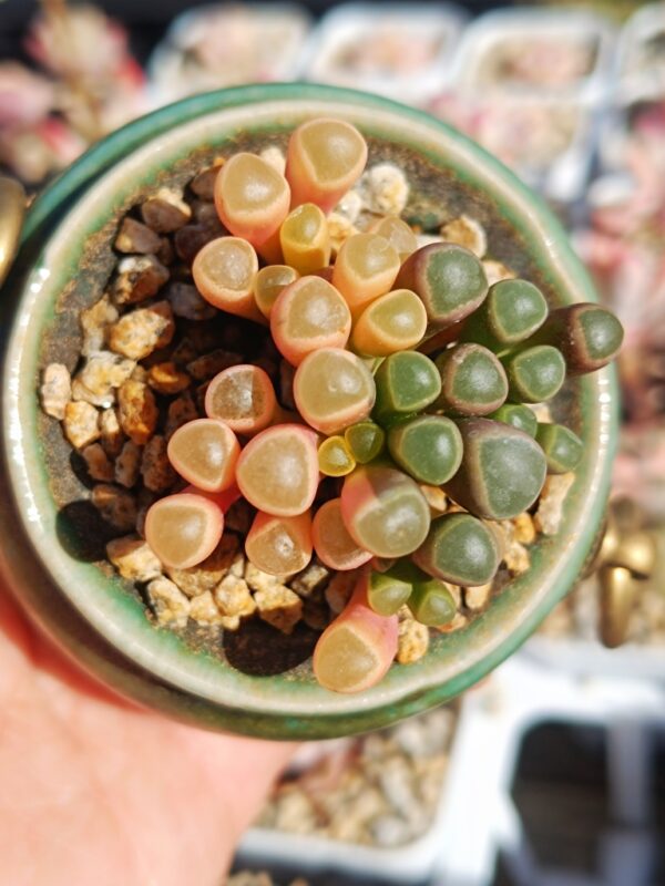 Fenestraria Aurantiaca Fa variegata – Image 2