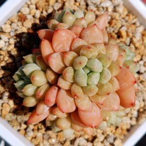 xPachyveria Patek cluster