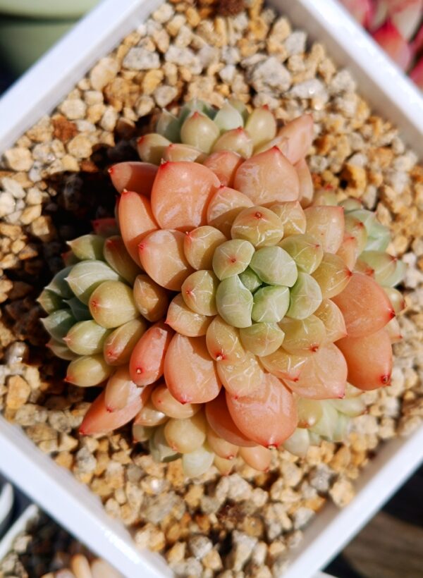 xPachyveria Patek cluster