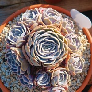 Echeveria Blue Surprise cluster