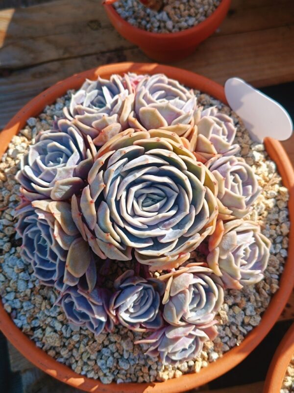 Echeveria Blue Surprise cluster