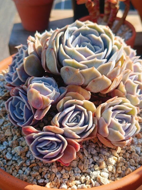 Echeveria Blue Surprise cluster – Image 2