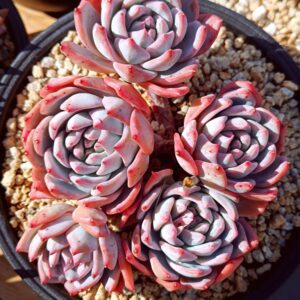 Echeveria Bluebird cluster 5 têtes