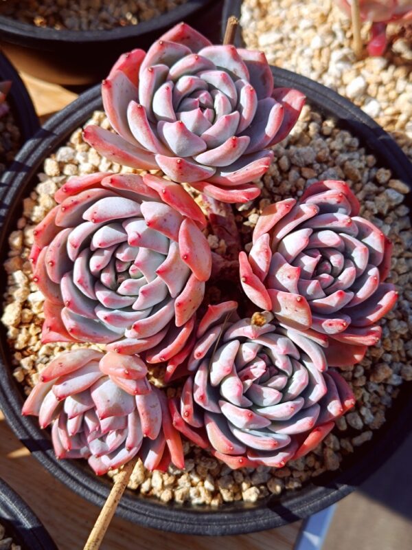 Echeveria Bluebird cluster 5 têtes